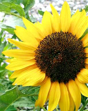 Sonnenblume