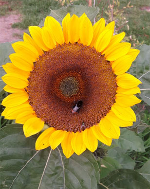 Die Sonnenblume in Henstedt-Ulzburg